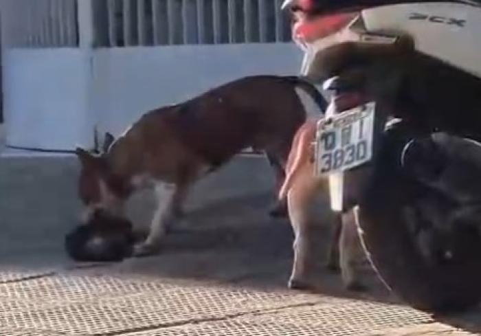 VIDEO: Polícia Civil investiga ataque de cães Bull Terrier a gato na Serraria, em Maceió