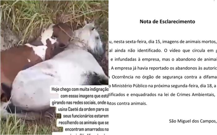 Vídeo mostra cavalos mortos e acusa usina de maus-tratos: Empresa responde