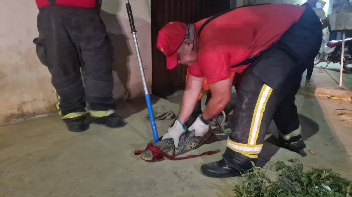 Resgate Inusitado: Jacaré Assusta Crianças em São Miguel dos Campos